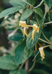 Lonicera Lonicera japonica Mint Crisp, 3L