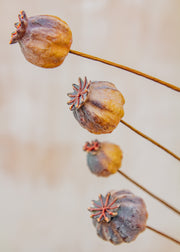 Maggie: Timeless Flowers Artificial Papaver Seed Pod Spray in Brown