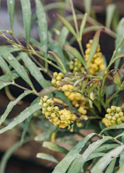 Mahonia Mahonia Soft Caress, 3L