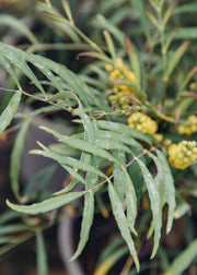 Mahonia Mahonia Soft Caress, 3L