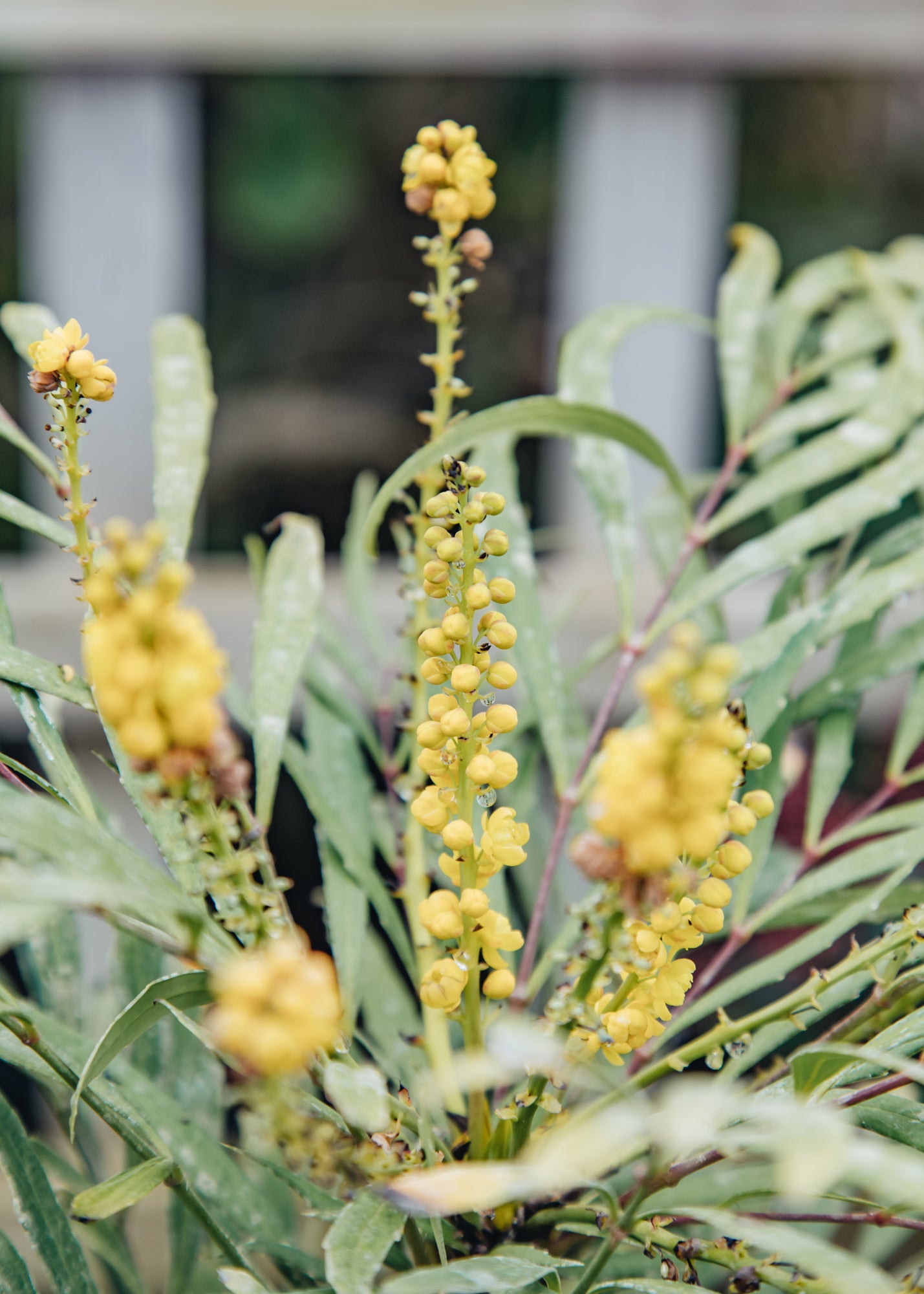 Mahonia 'Soft Caress', 3L – Burford Garden Co.
