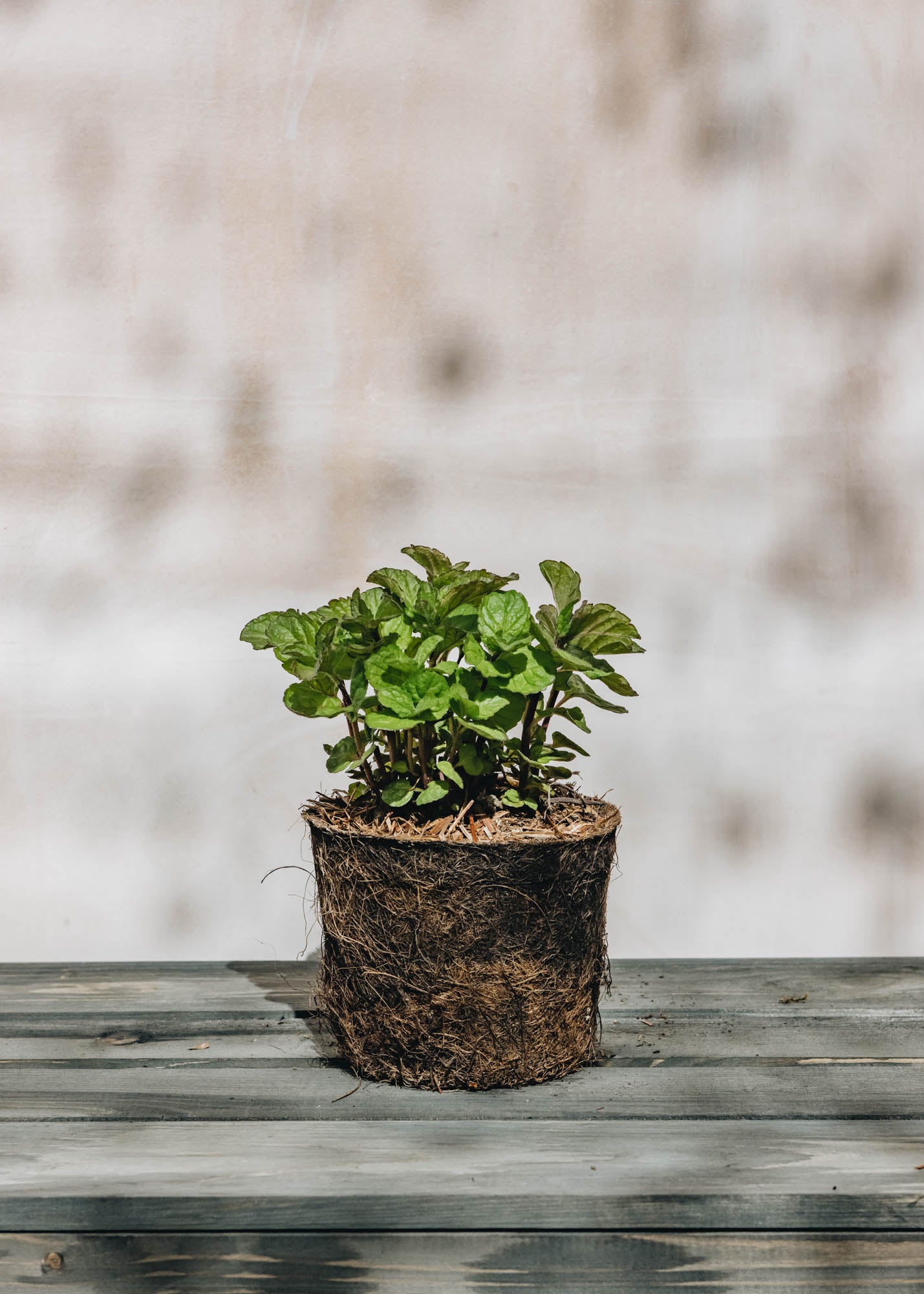 Mint 'Grapefruit', 1L – Burford Garden Co