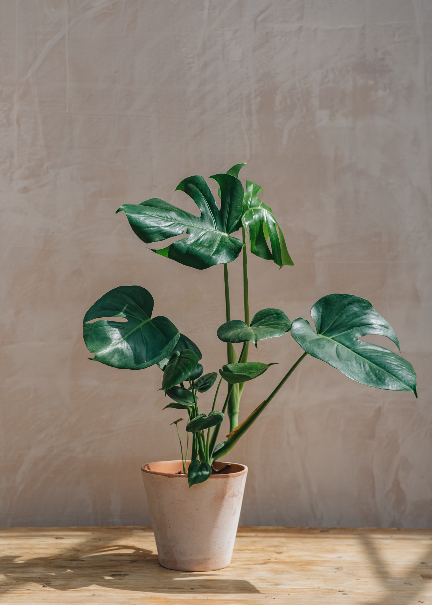 Monstera Deliciosa 19/21cm | Houseplants | Burford Garden Co.