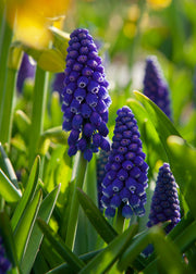 Muscari Night Eyes pack of 40 Bulbs