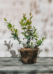 Hairy Pot Myrtle Osborne