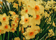 Taylors Bulbs Narcissus Martinette Bulbs