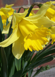 Narcissus Rijnveld's Early Sensation Bulbs