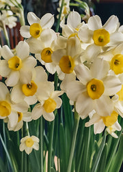 Taylors Bulbs Narcissus Minnow Bulbs