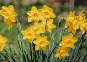 Narcissus Obvallaris Bulbs