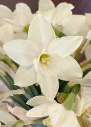 Narcissus Starlight Sensation Bulbs
