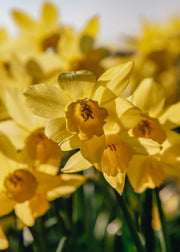 Taylors Bulbs Narcissus Yellow Sailboat Bulbs