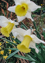Taylors Bulbs Narcissus Lobularis Bulbs