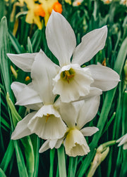 Taylors Bulbs Narcissus Thalia Bulbs