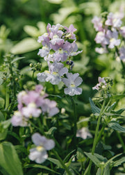 Nemesia Hardy Nemesia Confetti, 2/3L