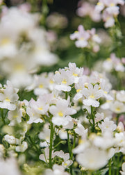 Nemesia Nemesia Wisley Vanilla, 2/3L