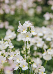 Nemesia Nemesia Wisley Vanilla, 2/3L
