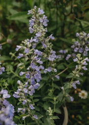 Nepeta Nepeta Cat's Pyjamas, 2/3L