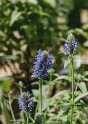 Nepeta Nepeta nervosa Blue Moon, 2/3L