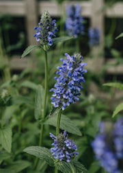 Nepeta Nepeta nervosa Blue Moon, 2/3L