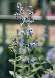 Nepeta Nepeta Six Hills Giant, 2/3L