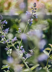 Nepeta Nepeta Six Hills Giant, 2/3L