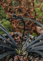 Oriopgon Ophiopogon Nigrescens, 2/3L