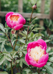 Peony Paeonia lactiflora Bowl of Beauty, 2/3L