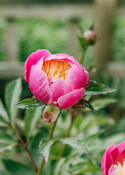 Peony Paeonia lactiflora Bowl of Beauty, 2/3L