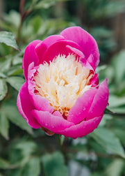 Peony Paeonia lactiflora Bowl of Beauty, 2/3L