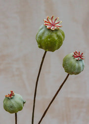 Maggie: Timeless Flowers Artificial Papaver Seed Pods in Green