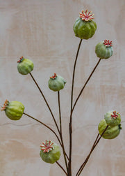 Maggie: Timeless Flowers Artificial Papaver Seed Pods in Green