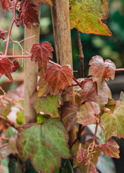 Parthenocissus Parthenocissus tricuspidata Veitchii