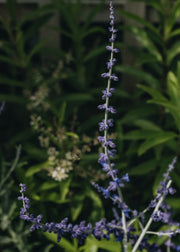 Perovskia Perovskia Blue Spire AGM, 3L