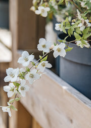 Philadelphus Philadelphus Petite Perfume White, 3L