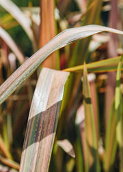 Phormium Phormium Jester, 3L