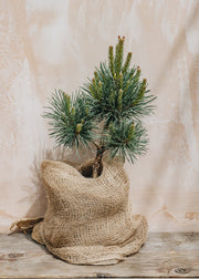 Pinus syl. Frensham