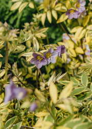 Polemonium Polemonium Golden Feathers