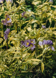 Polemonium Polemonium Golden Feathers