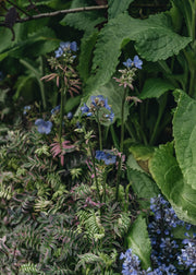 Polemonium Polemonium Kaleidoscope