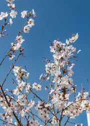 Cherry Prunus incisa The Bride AGM, 12L