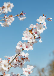 Cherry Prunus incisa The Bride AGM, 12L