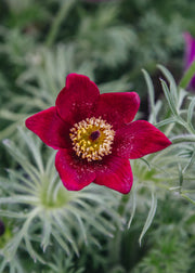 Pulsatilla Pulsatilla vulgaris Rote Glocke, 2/3L