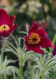 Pulsatilla Pulsatilla vulgaris Rote Glocke, 2/3L