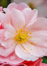 David Austin Roses David Austin Queen Mother Rose