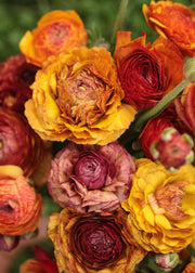 Taylors Bulbs Ranunculus Aviv Picotee Café pack of 30 Bulbs