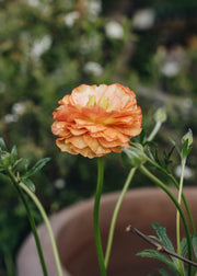 Ranunculus Ranunculus Rococo Peach, 2/3L