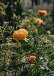 Ranunculus Ranunculus Rococo Peach, 2/3L