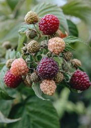 Raspberry Rubus idaeus Autumn Passion (Raspberry)