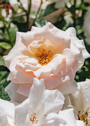 David Austin Roses Rosa A Whiter Shade of Pale AGM