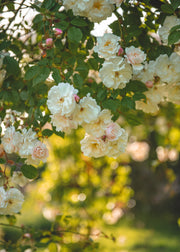 Rosa Adélaïde d'Orléans AGM